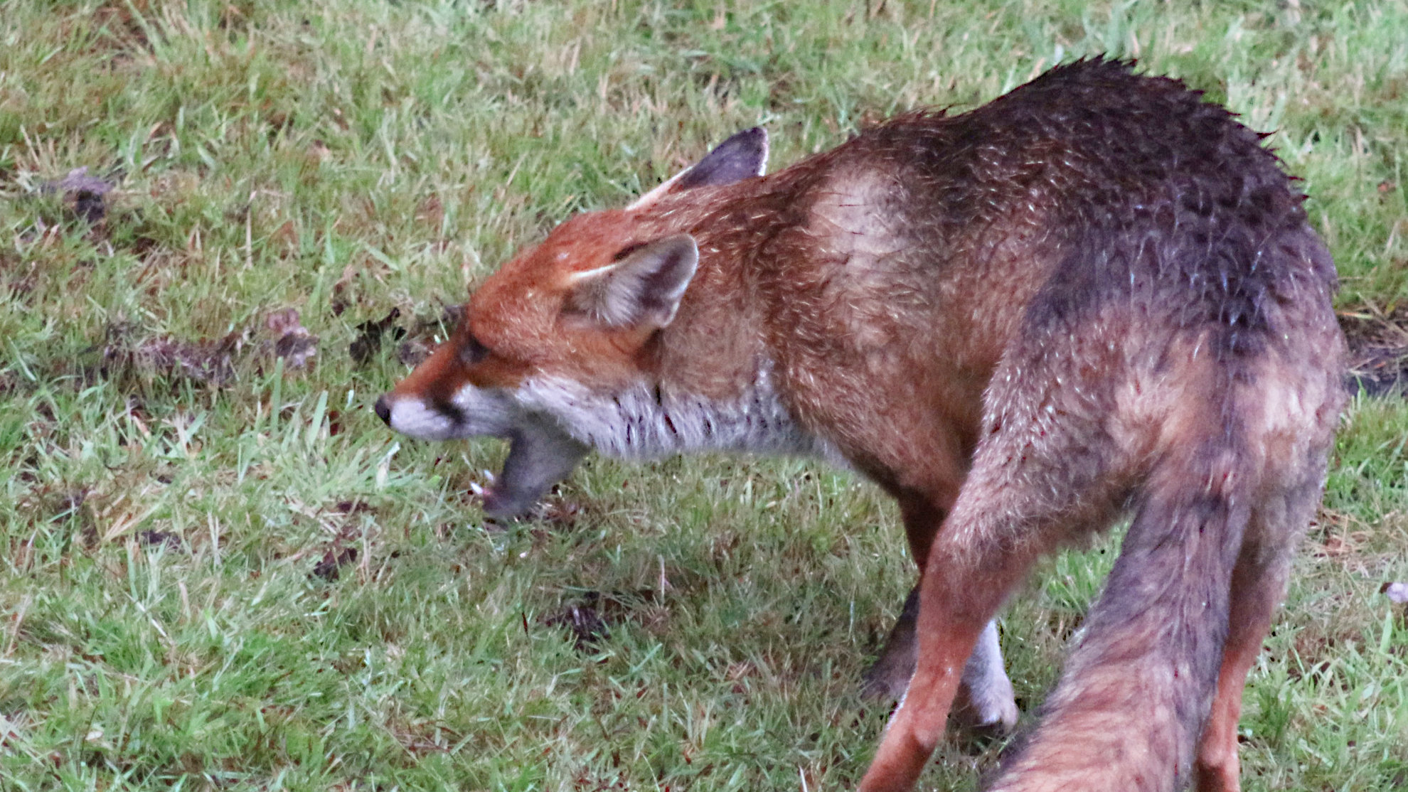 Fox