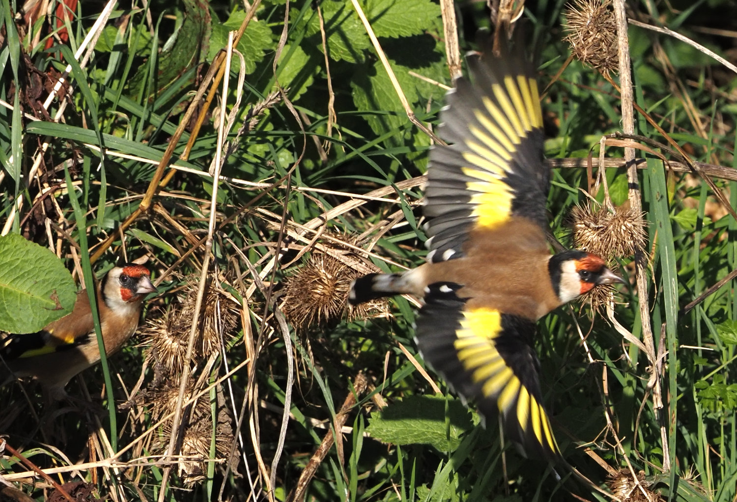 Goldfinch