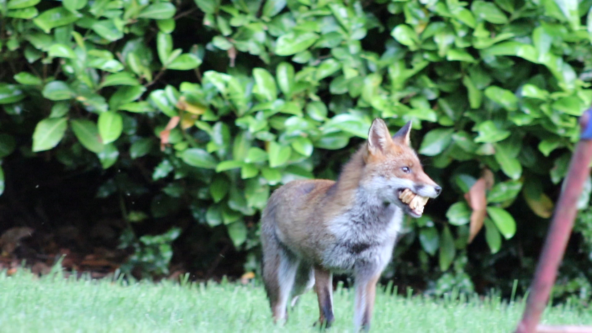 Nicking Food