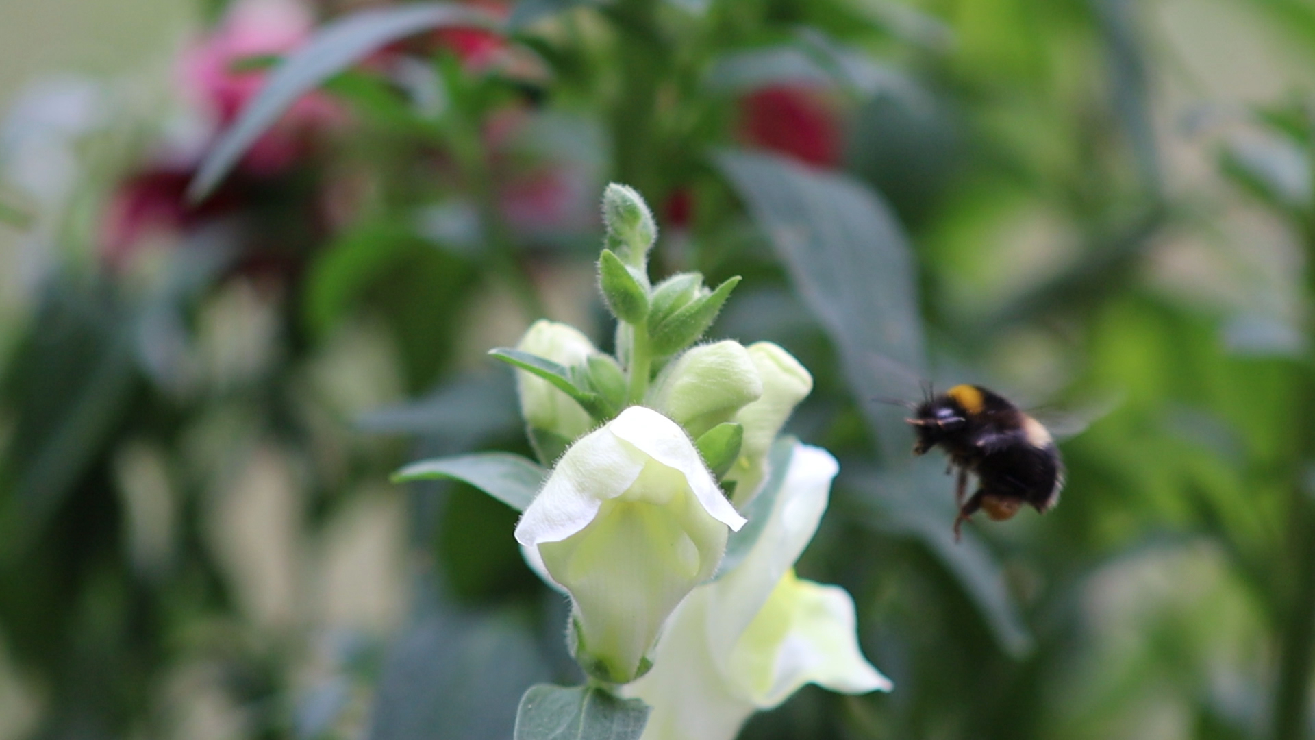 Bee