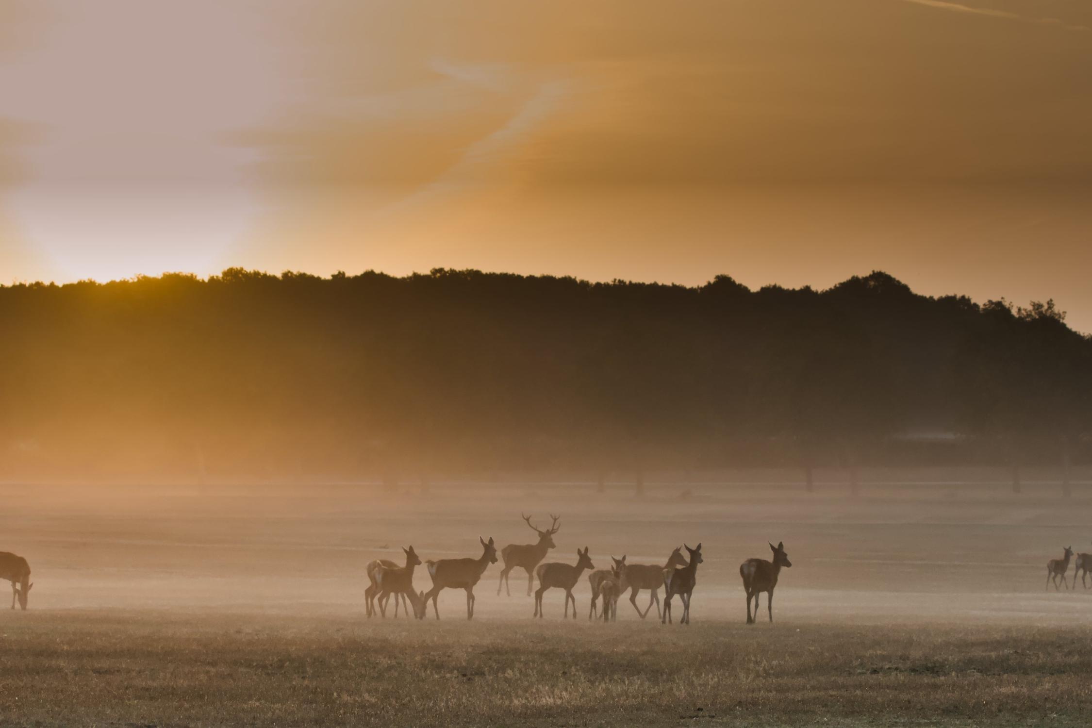 deer