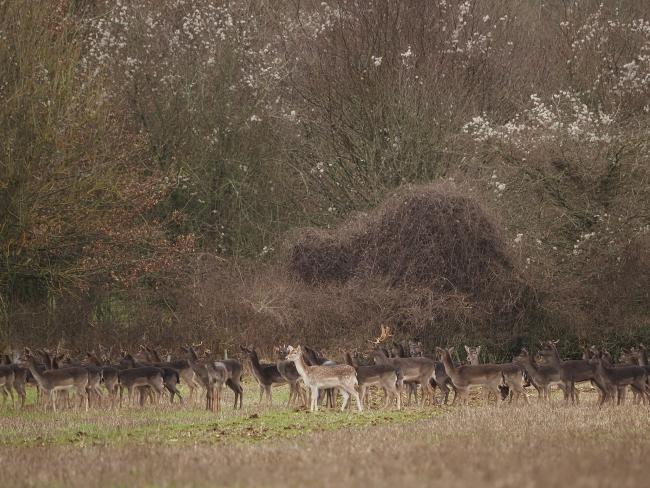 Deer