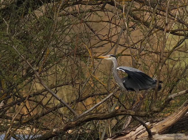 Heron