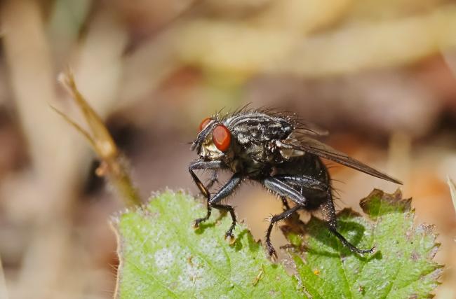 fly