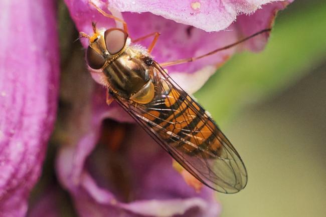 bee