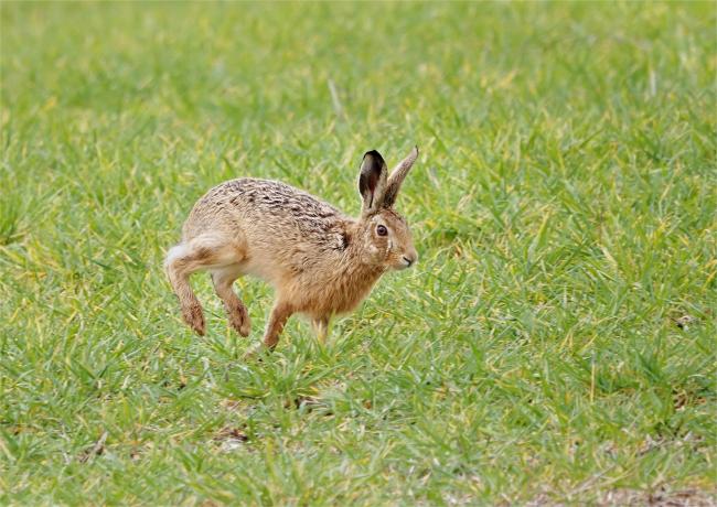 Hare
