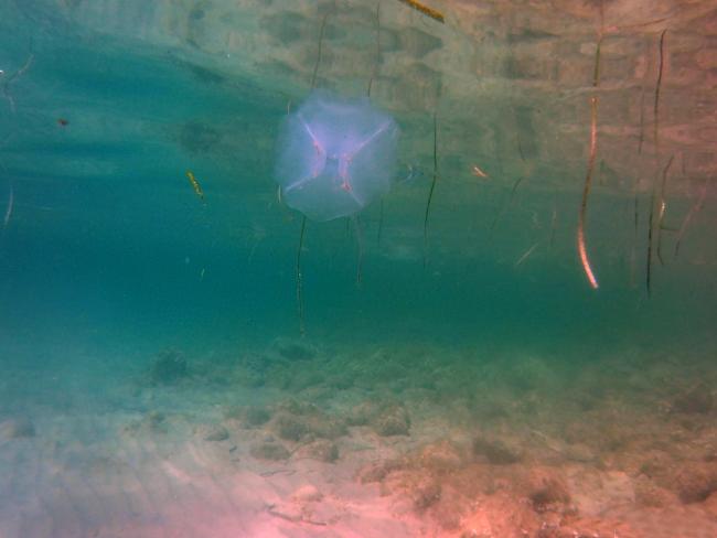 Jellyfish