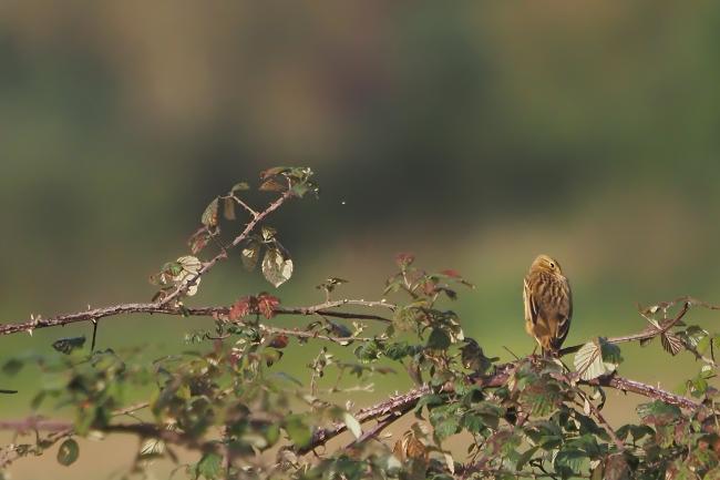 Skylark