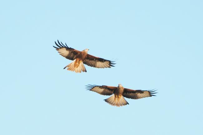 Frisky Kites