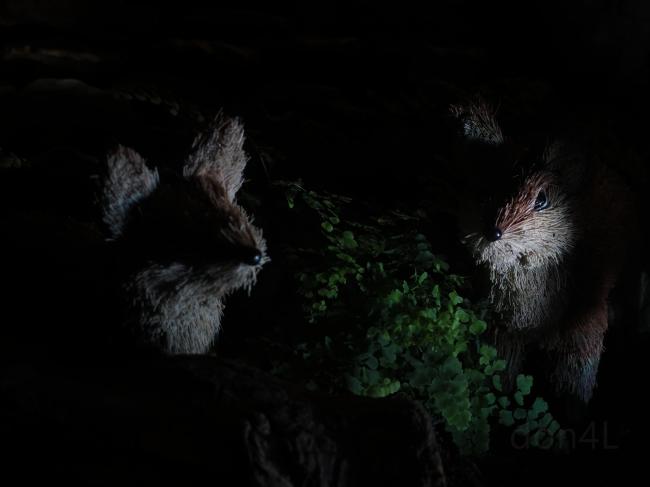 foxes