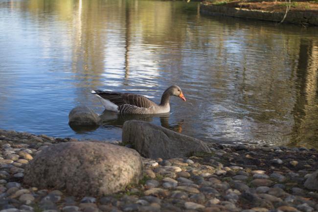 goose
