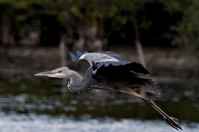 Heron