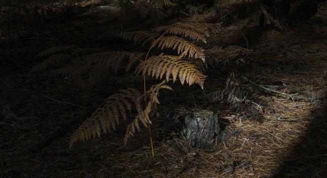 Fern