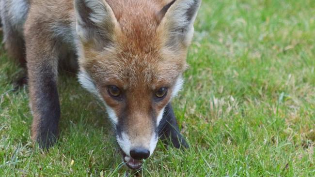 fox