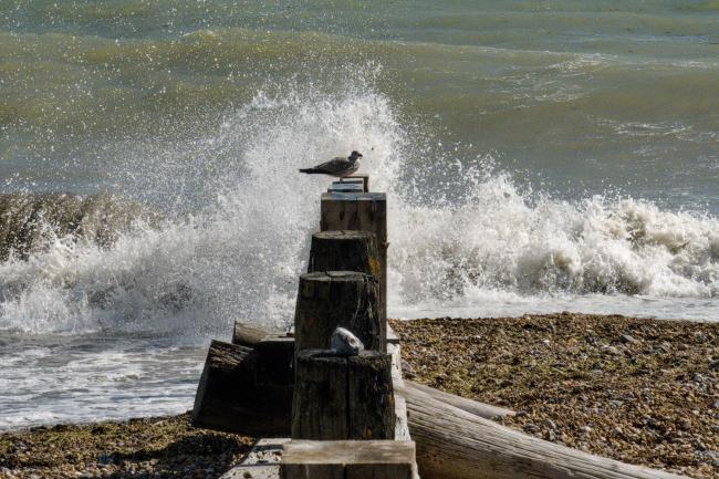 Seagull