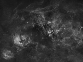 Cygnus