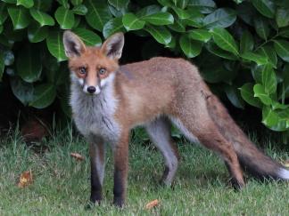 fox