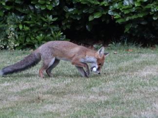 Fox Ball