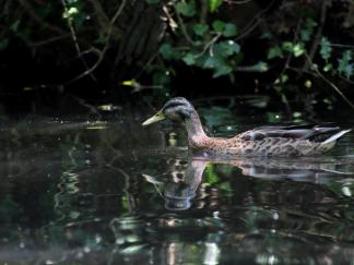 Duck