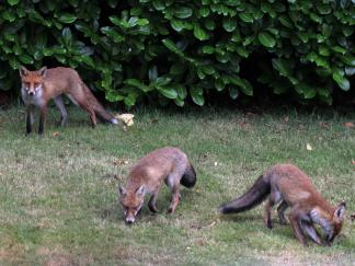 Fox Trio