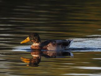 duck