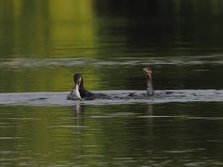 Cormorant