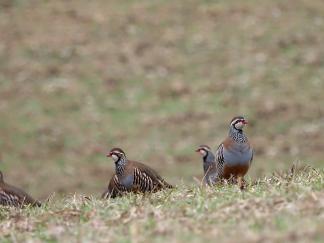 Partridge