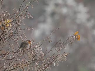 Robin