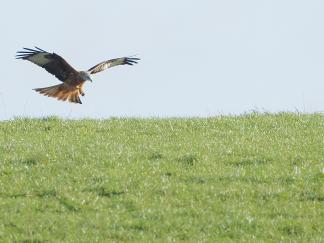Kite