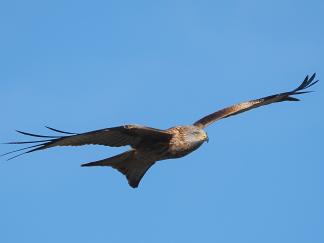 Kite