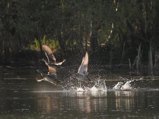 Ducks
