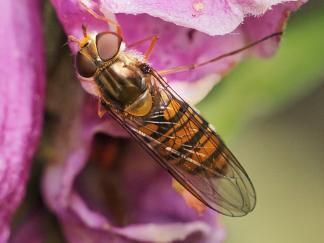 bee
