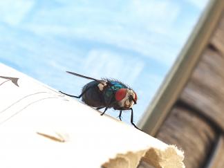Fly