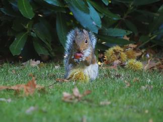 Nicking my nuts