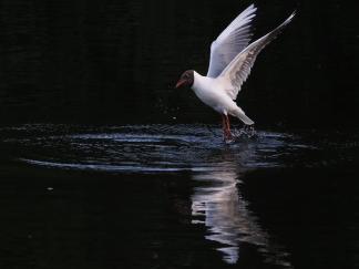 Seagull