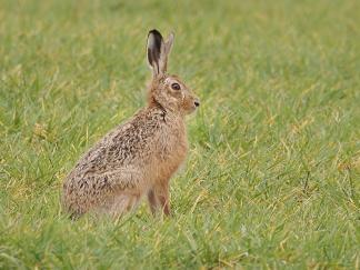 Hare