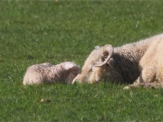 Lamb