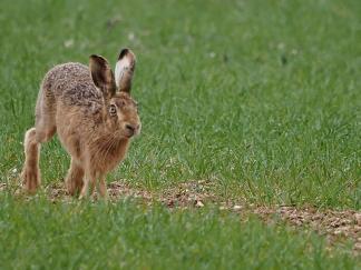Hare