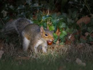 Squirrel